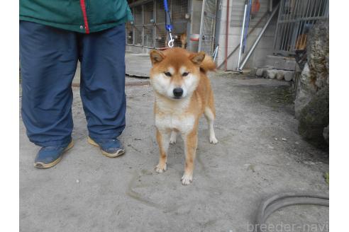 若浪の紅風号くん1枚目